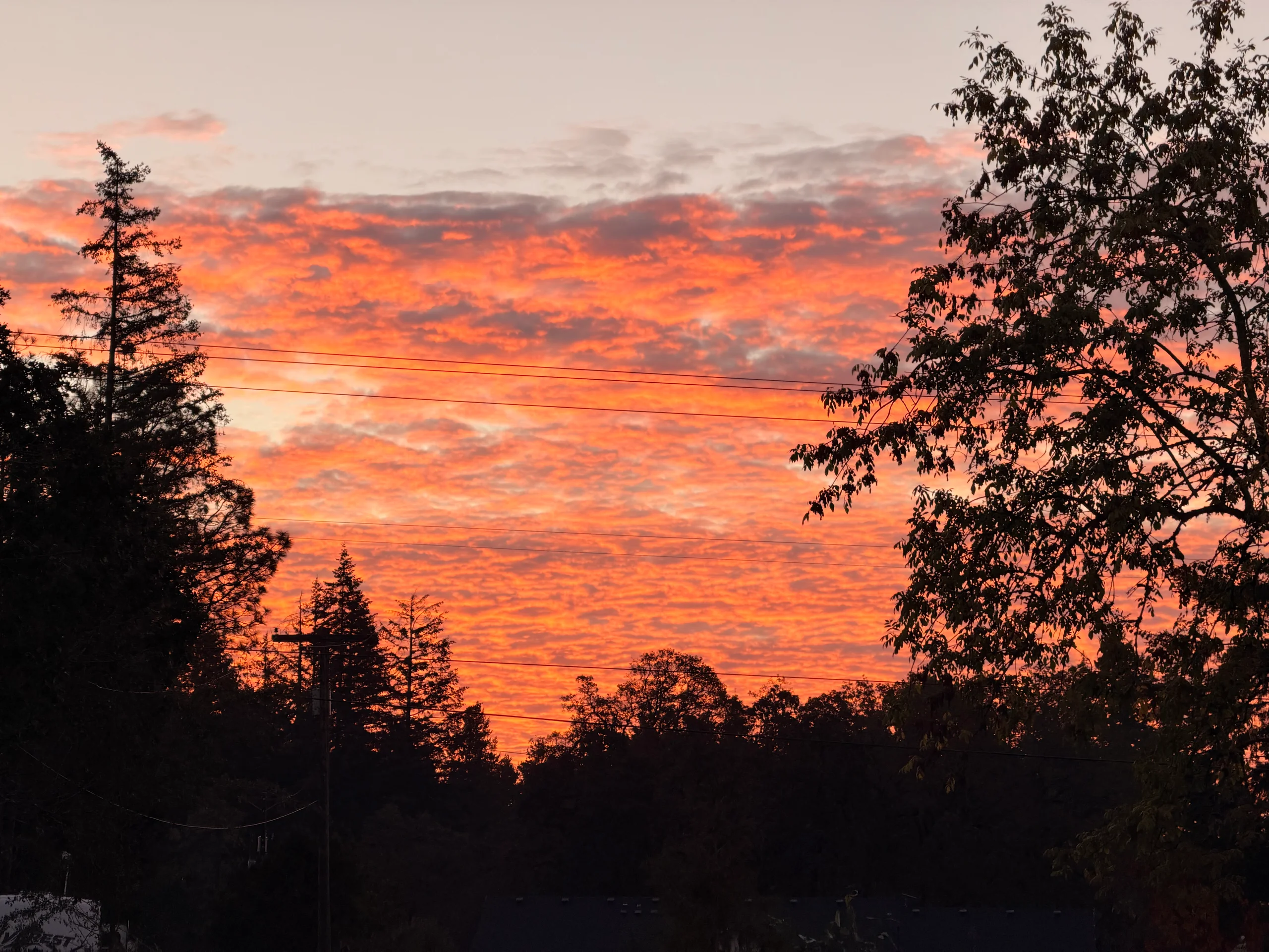 Good Morning from Oregon! 🐾
